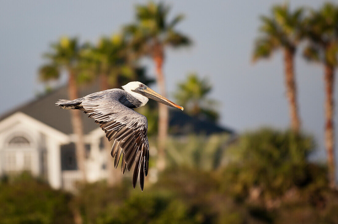 Pelican in flight with palm trees in the background, United States of America