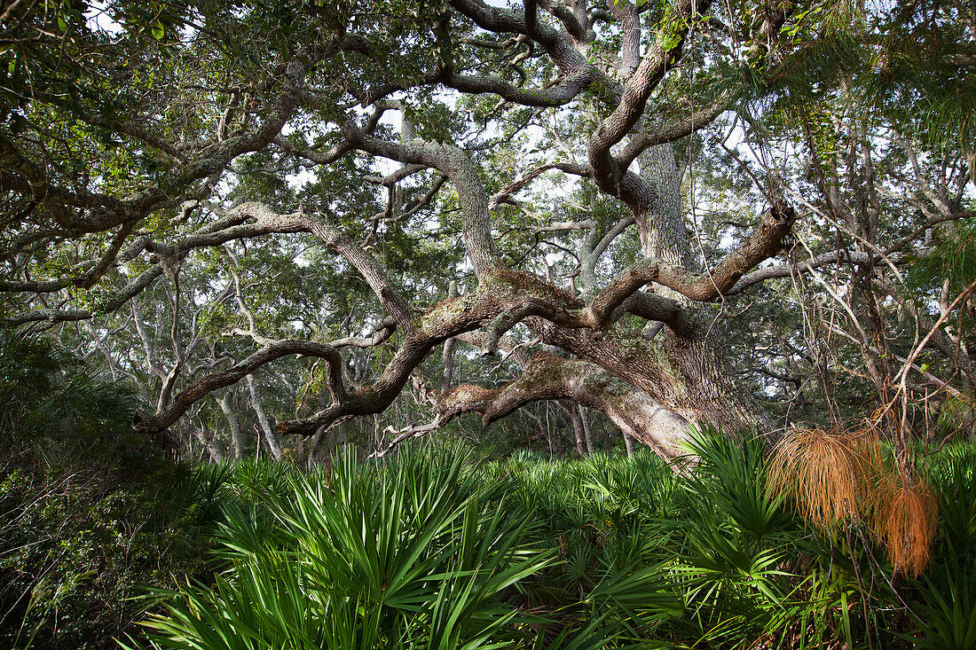 Old, twisted tree with a large canopy stretching out in a coastal forest, United States of America