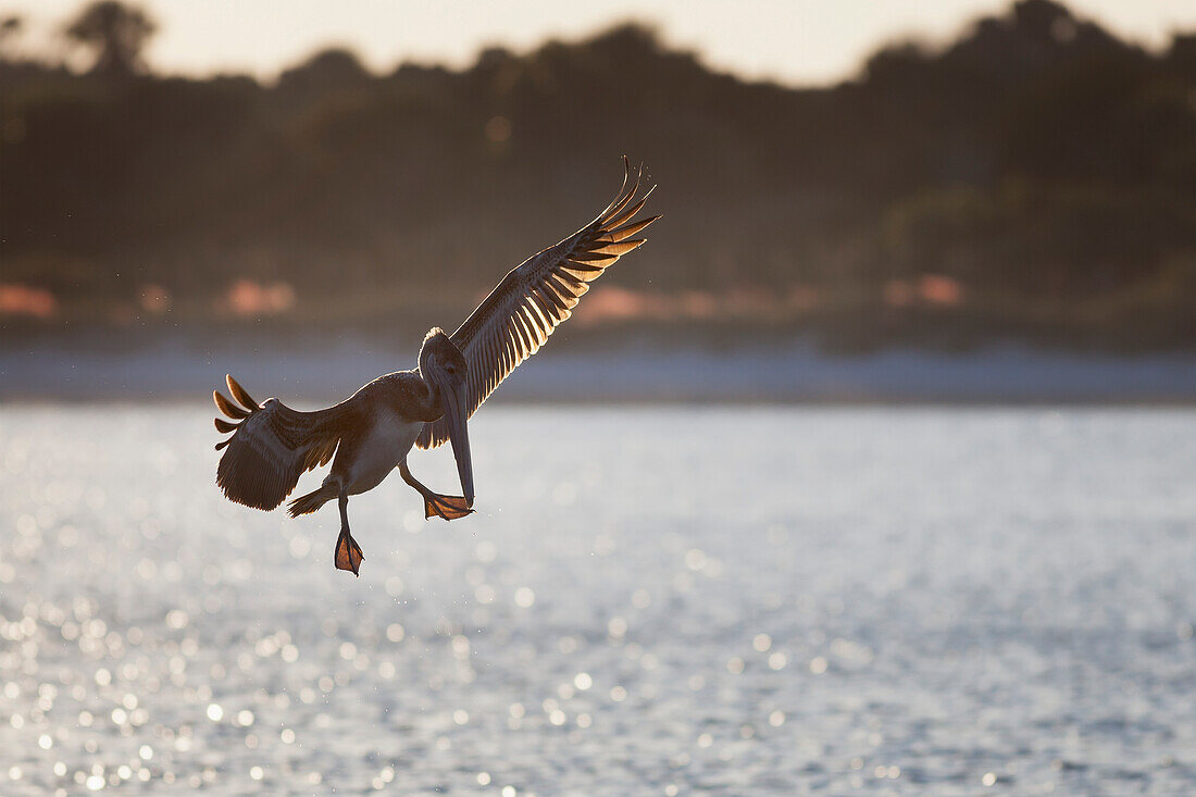 Pelican coming in for landing with it's wings outstretched and the evening sun illuminating it's wings and webbed feet, United States of America