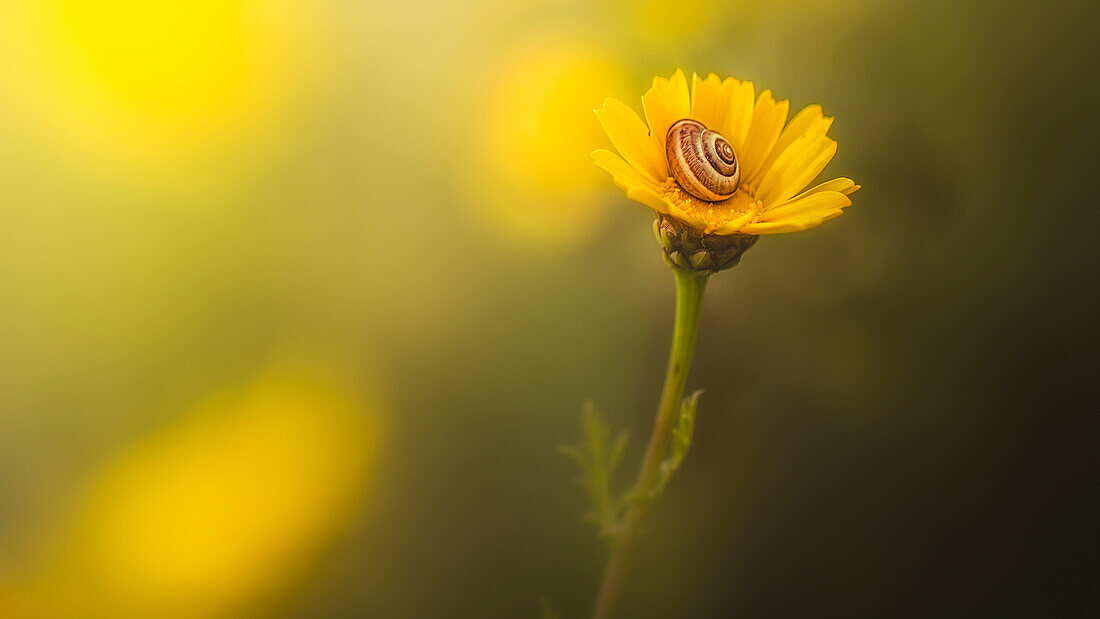 A snail in it's shell on a bright yellow flower, Sharon Valley, Israel