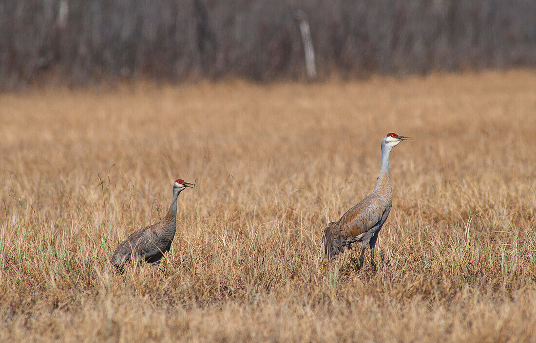Two Sandhill cranes during their courtship dance on a sunny day in the Palmer Haystack Flats Wildlife refuge in South Central Alaska.