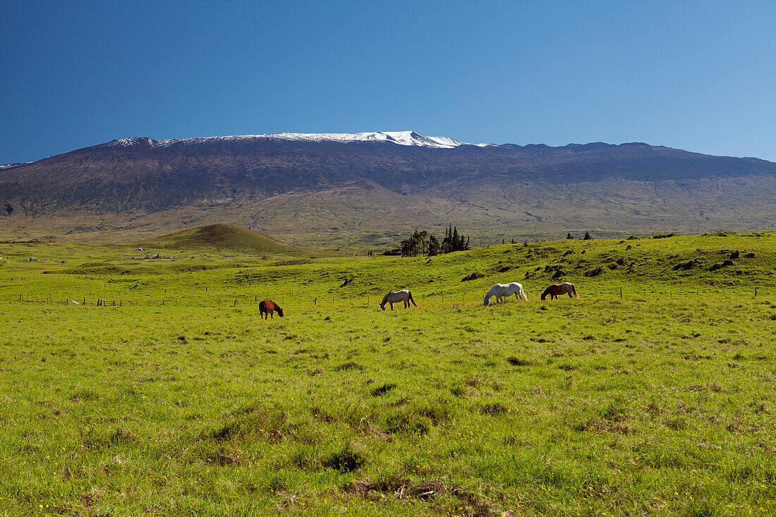 Horses grazing in pasture on Hawaiian Homes land, snow capped Mauna Kea from Mana Road,  Kamuela, Island of Hawaii, Hawaii, United States of America