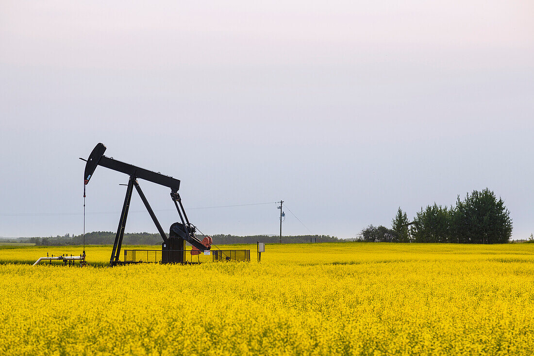 Pumpjack at work on oilfield lease in a canola field in rural Alberta, St. Albert, Alberta, Canada