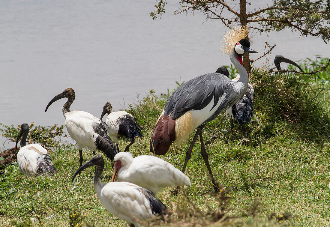 African sacred ibis Threskiornis aethiopicus and grey crowned cranes Balearica regulorum, Nairobi National Park, Kenya