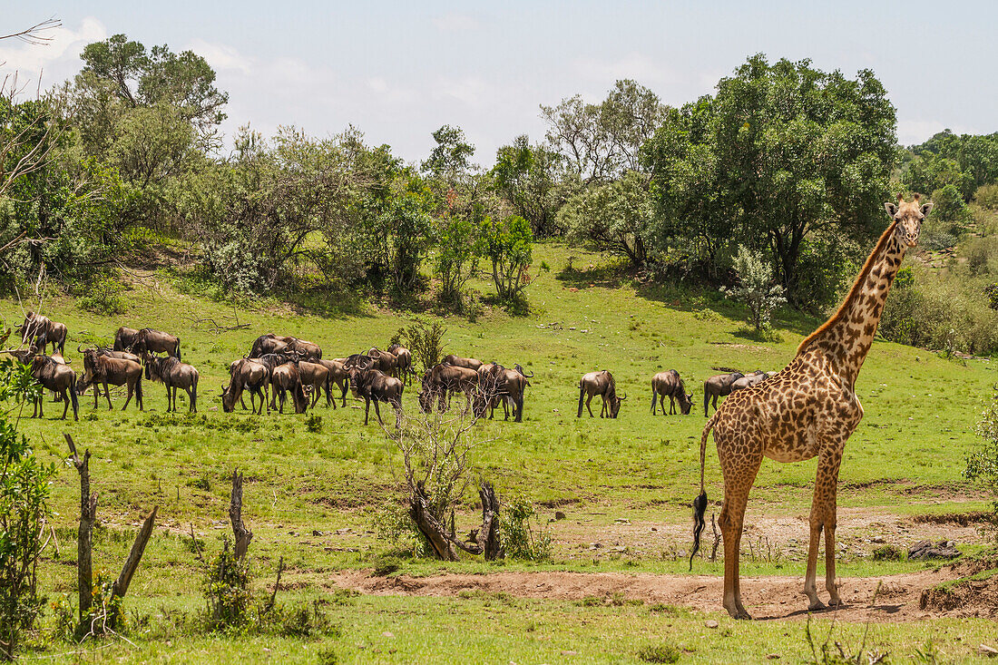 Masai Giraffe Giraffa camelopardalis tippelskirchi, Mara North Conservancy, Kenya