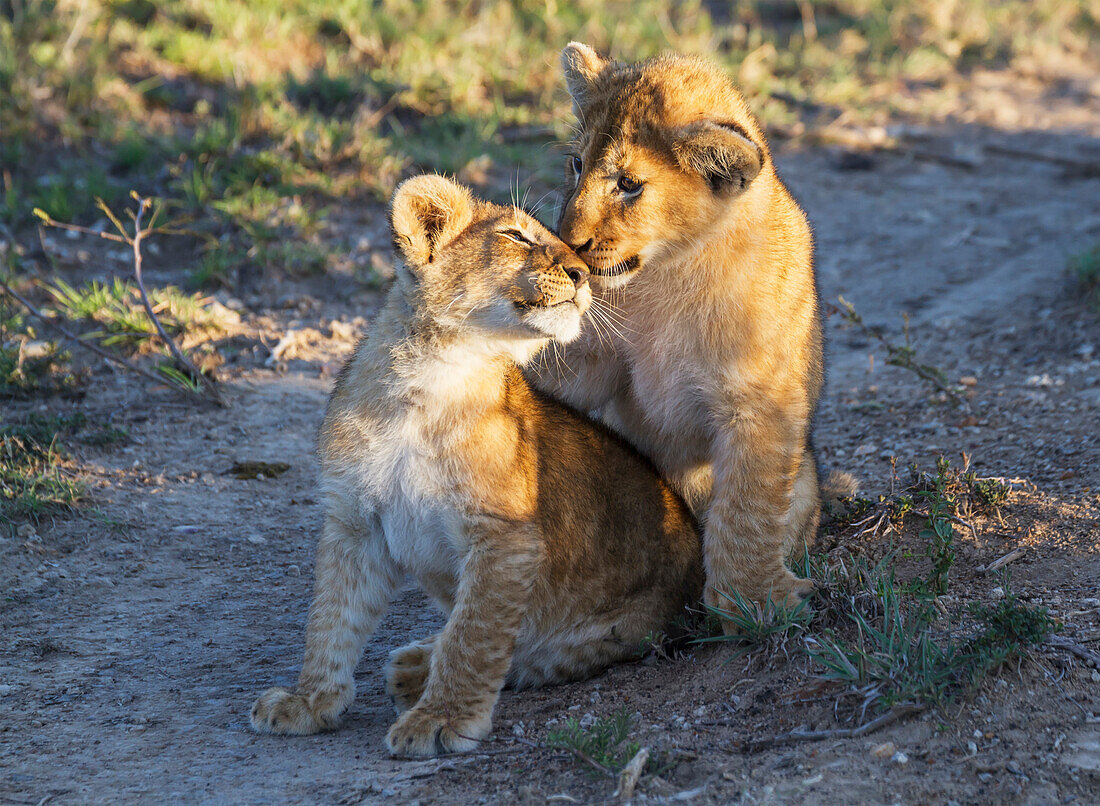 East African lion cubs Panthera leo nubica, Mara Naboisho Conservancy, Kenya