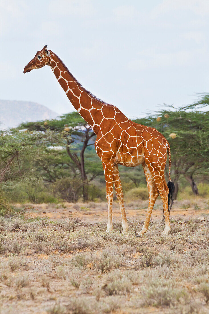 Reticulated giraffe Giraffa camelopardalis reticulata, Buffalo Springs National Reserve, Kenya