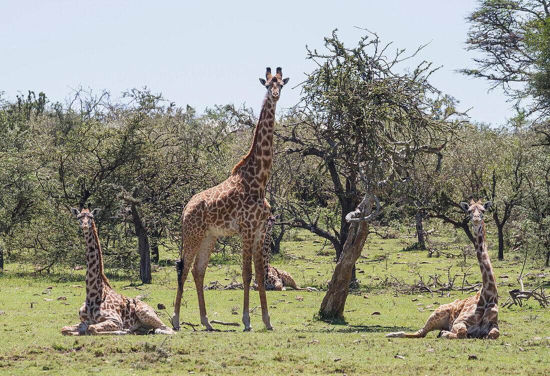 Masai Giraffes Giraffa camelopardalis tippelskirchi, Mara Naboisho Conservancy, Kenya