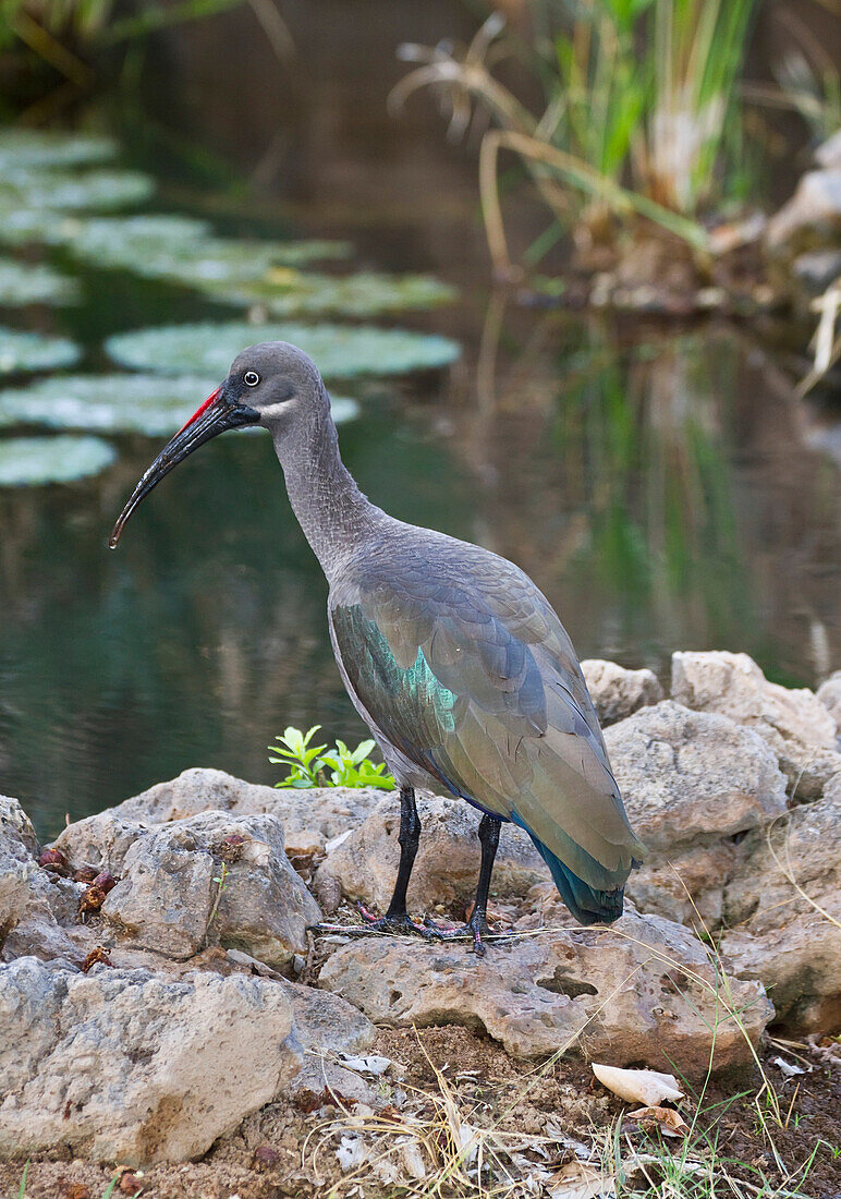 Hadada or hadeda ibis Bostrychia hagedash, Shaba National Reserve, Kenya