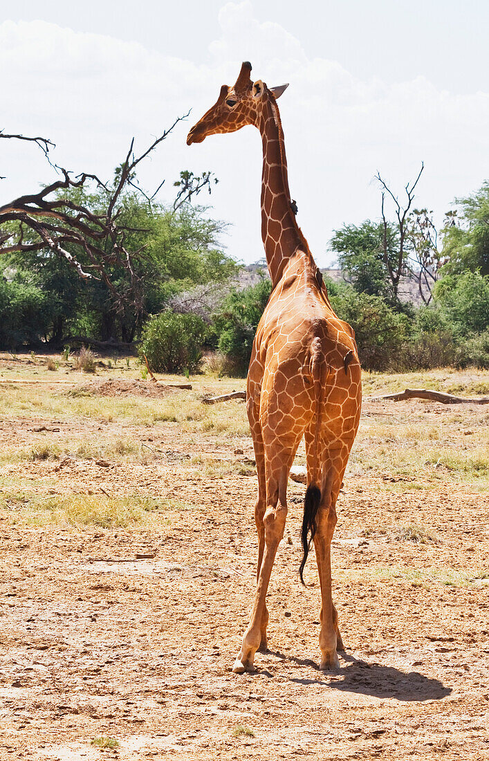 Reticulated giraffe, Giraffa camelopardalis reticulata, Samburu National Park, Kenya