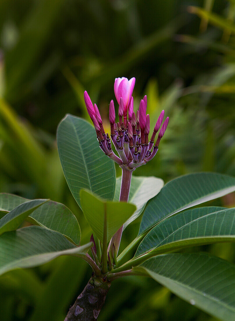 Plumeria flowers starting to bloom, Kailua, Island of Hawaii, Hawaii, United States of America