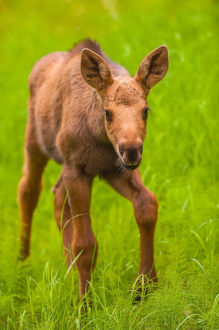 Close up of a moose calf, Kincaid Park, Anchorage, Southcentral Alaska, summer