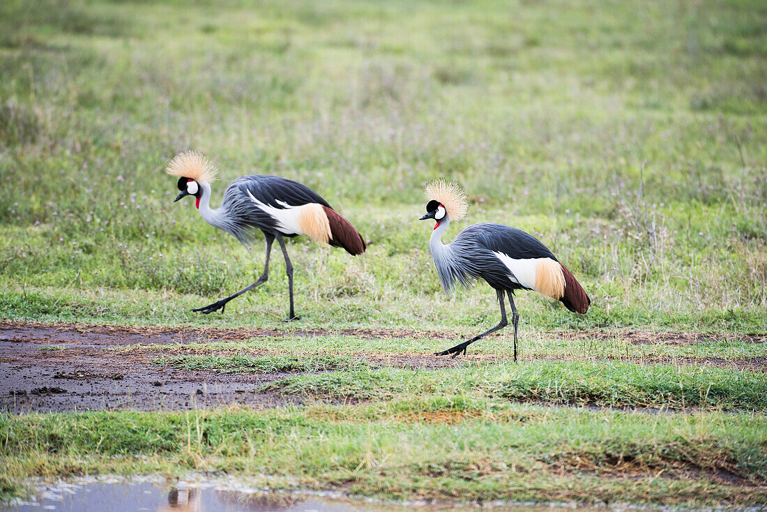 Pair of Grey Crowned Cranes Balearica regulorum walking on floor of Ngorongoro Crater, Tanzania