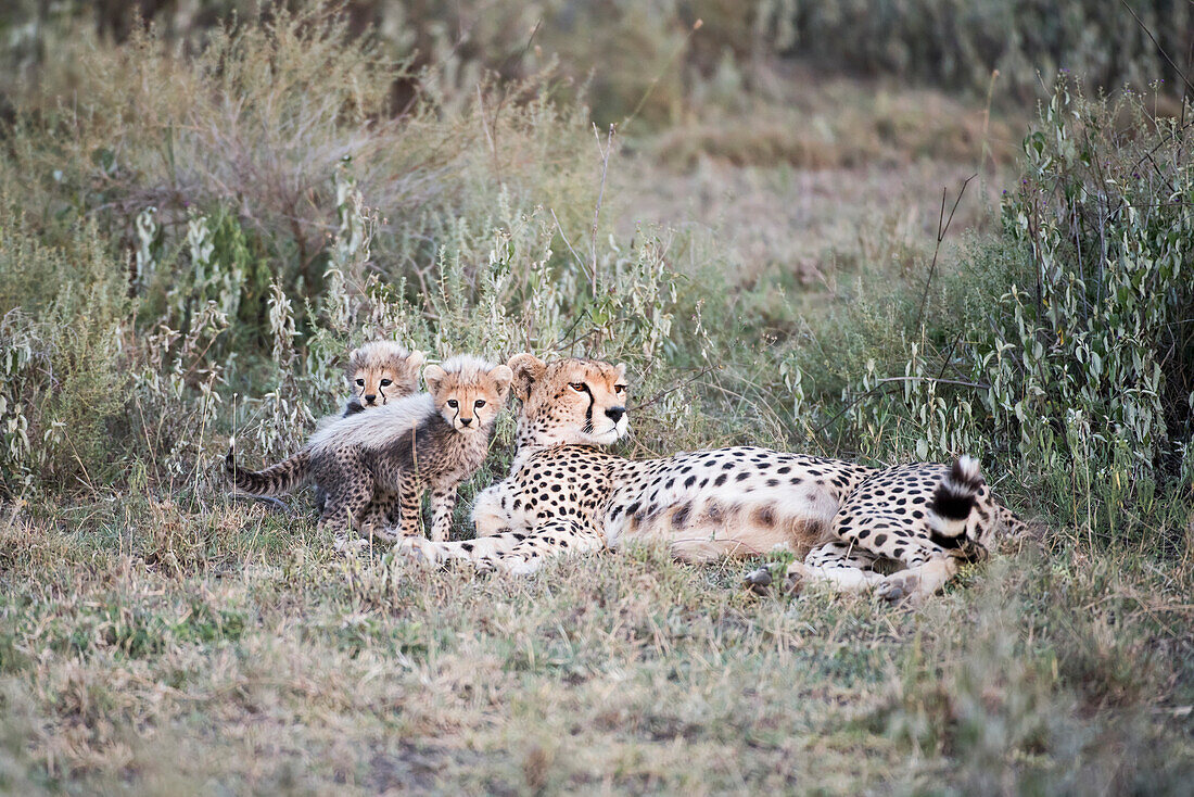 Two small cubs next to female Cheetah Acinonyx jubatus lying in short grass near Ndutu, Ngorongoro Crater Conservation Area, Tanzania