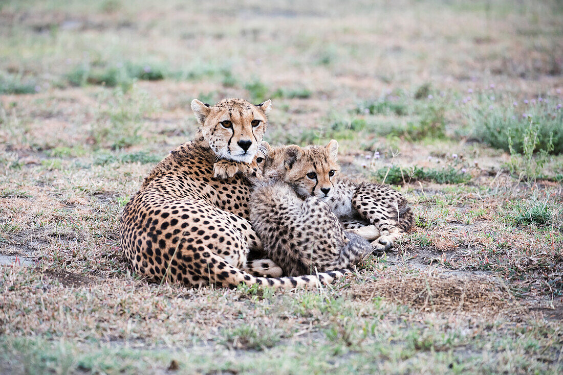 Cheetah Acinonyx jubatus cubs snuggle next to mother in open grassland near Ndutu, Ngorongoro Crater Conservation Area, Tanzania