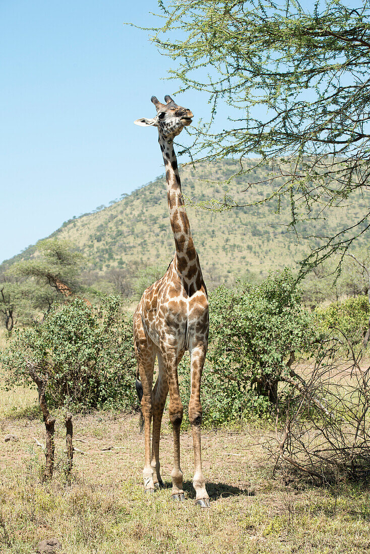 Maasai Giraffe Giraffa camelopardalis stretches to eat acacia leaves in Serengeti National Park, Tanzania
