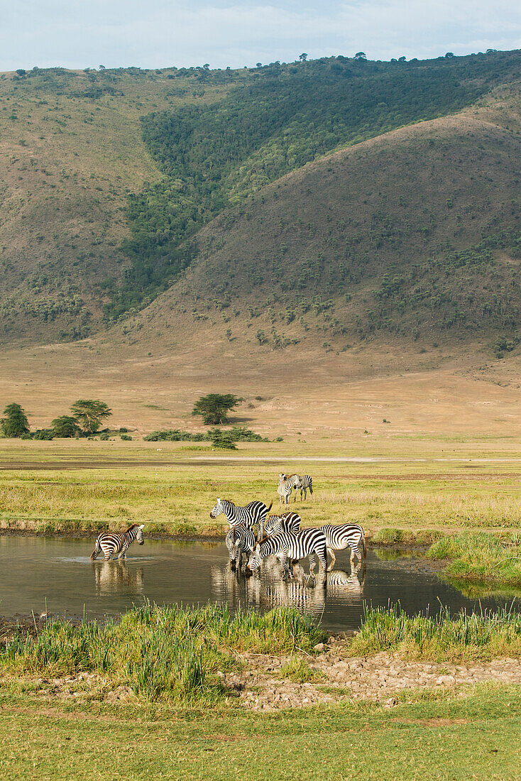 Common Zebras Equus quagga drinking in waterhole in Ngorongoro Crater, Tanzania