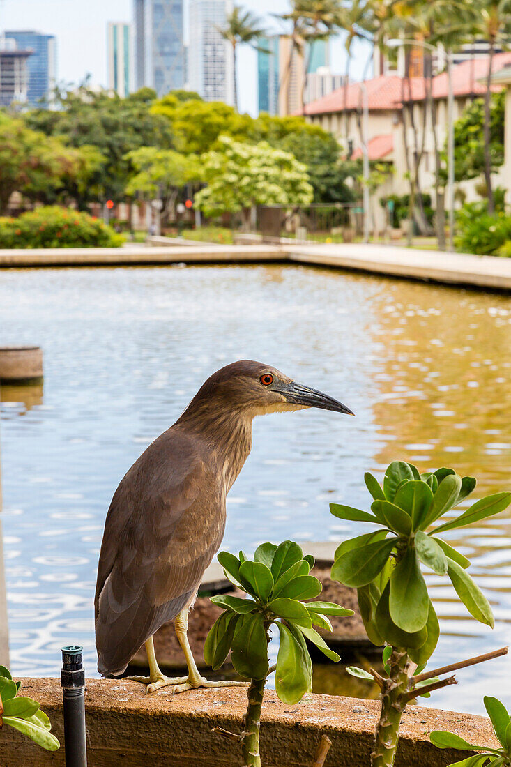 Close up of a Heron standing on a railing near a pond in downtown Honolulu, Honolulu, Oahu, Hawaii, United States of America