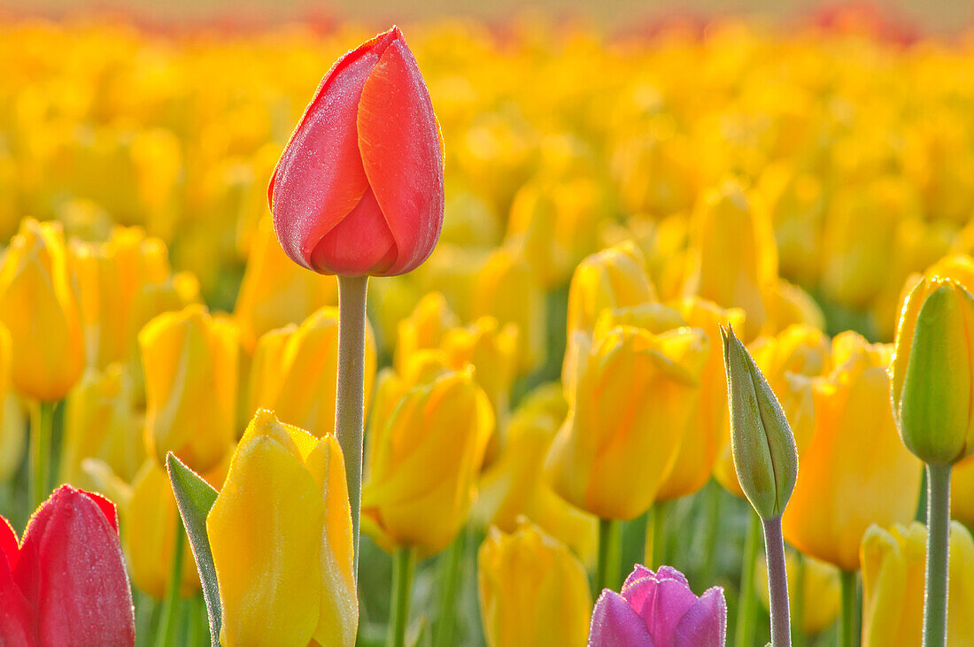 Close up of tulips at Wooden Shoe Tulip Farm, Oregon, United States of America
