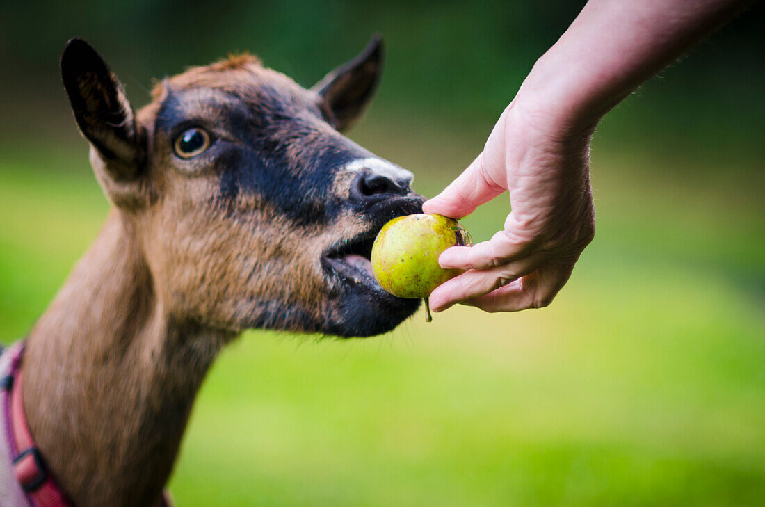 Feeding a pet goat, Limoges, France