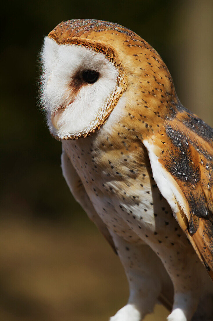 Barn Owl Tyto alba, Ecomuseum, Ste-Anne-de-Bellevue, Quebec, Canada
