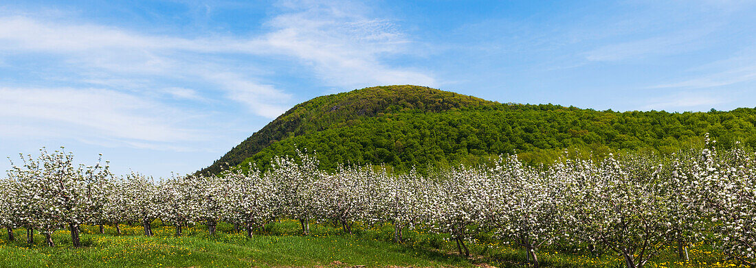 Apple orchard in spring bloom, St. Paul D'abbotsford, Quebec, Canada