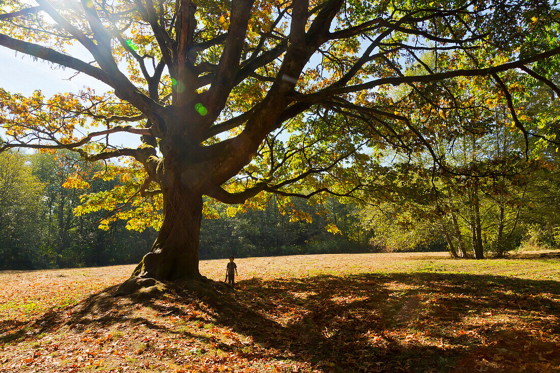 Young boy exploring under oak tree in a park in autumn, Langley, British Columbia, Canada