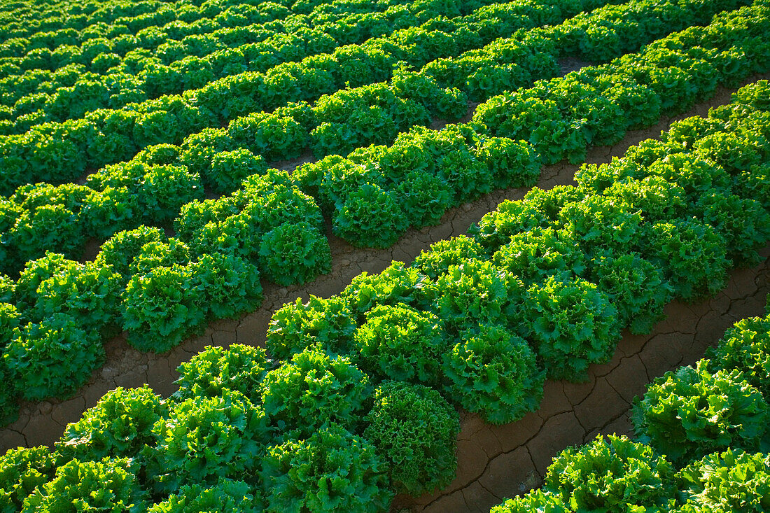 Agriculture - Rows of mature Winter crop green leaf lettuce being grown in the desert  Bard Valley, California, USA.