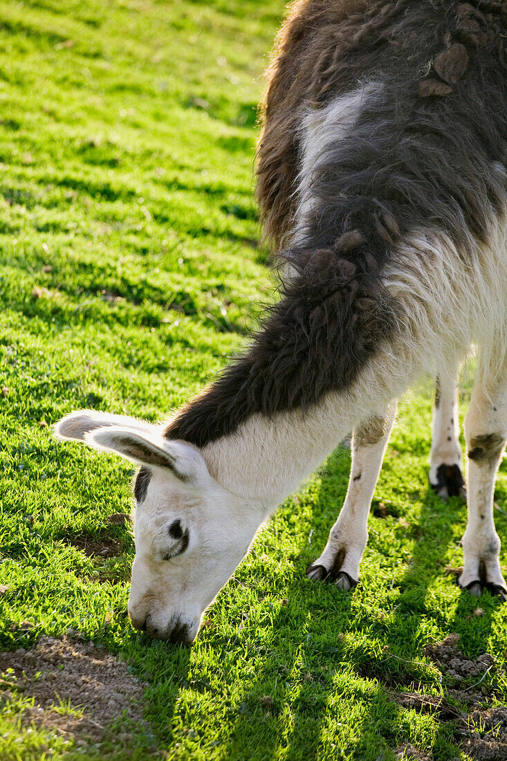 Livestock - Closeup of a llama grazing on a green pasture  Butte County, California, USA.