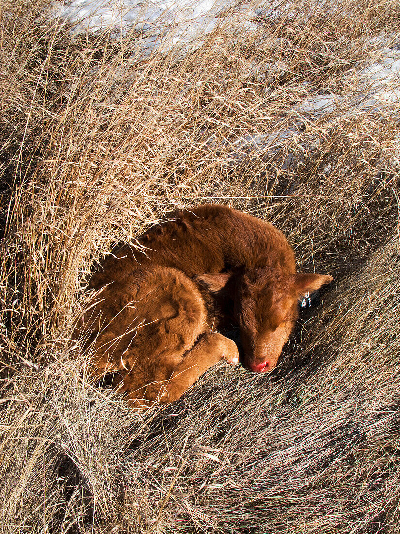 Livestock - A recently born Red Angus beef calf lies curled up in tall native grass in Winter  Alberta, Canada.