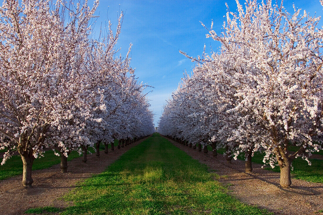 Agriculture - Looking down between rows of almond trees in full Spring bloom  near College City, Northern California, USA.