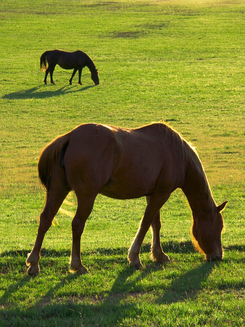 Livestock - Two horses backlit by the sun graze on a green pasture  near Leesville, California, USA.