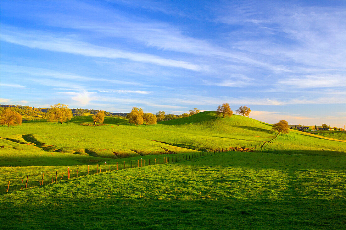 Agriculture - Healthy green rolling pasture with oak trees  Butte County, California, USA.