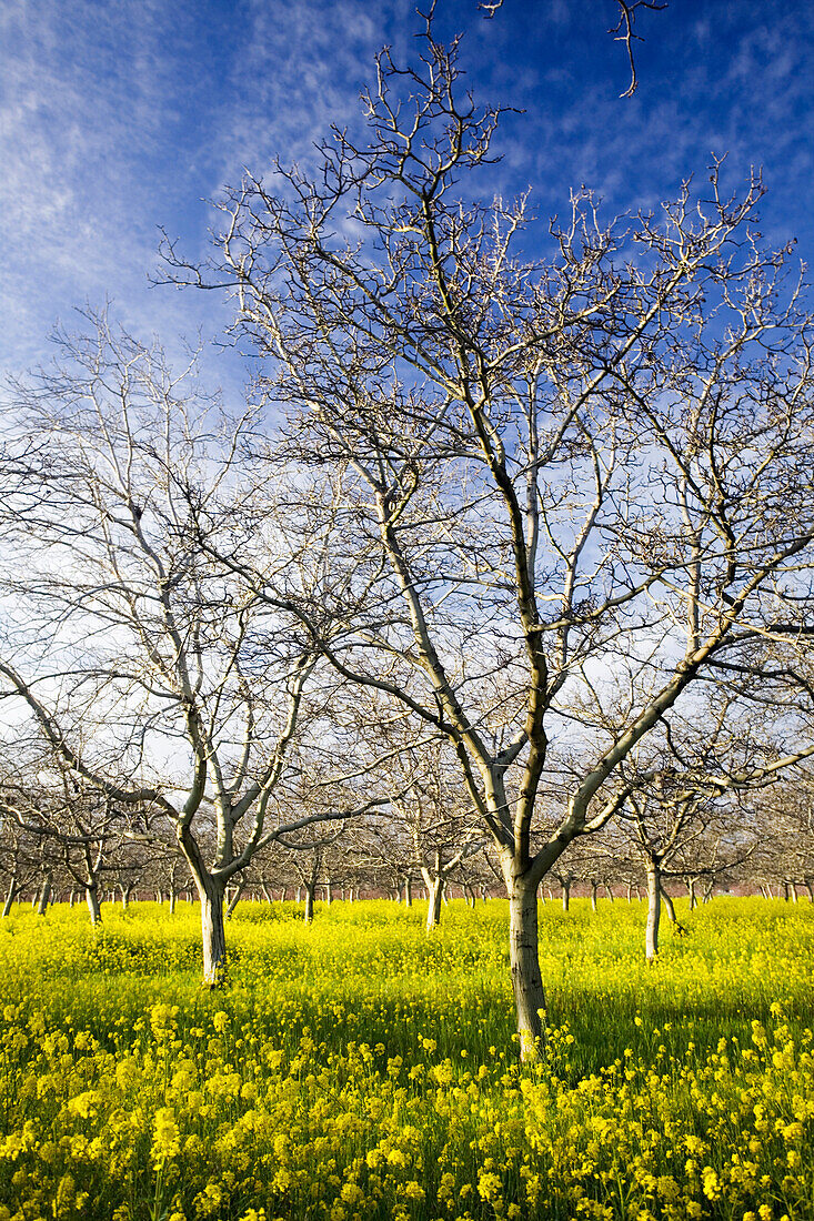 Agriculture - Dormant walnut orchard in Winter with blooming mustard carpeting the orchard floor  near Gridley, California, USA.