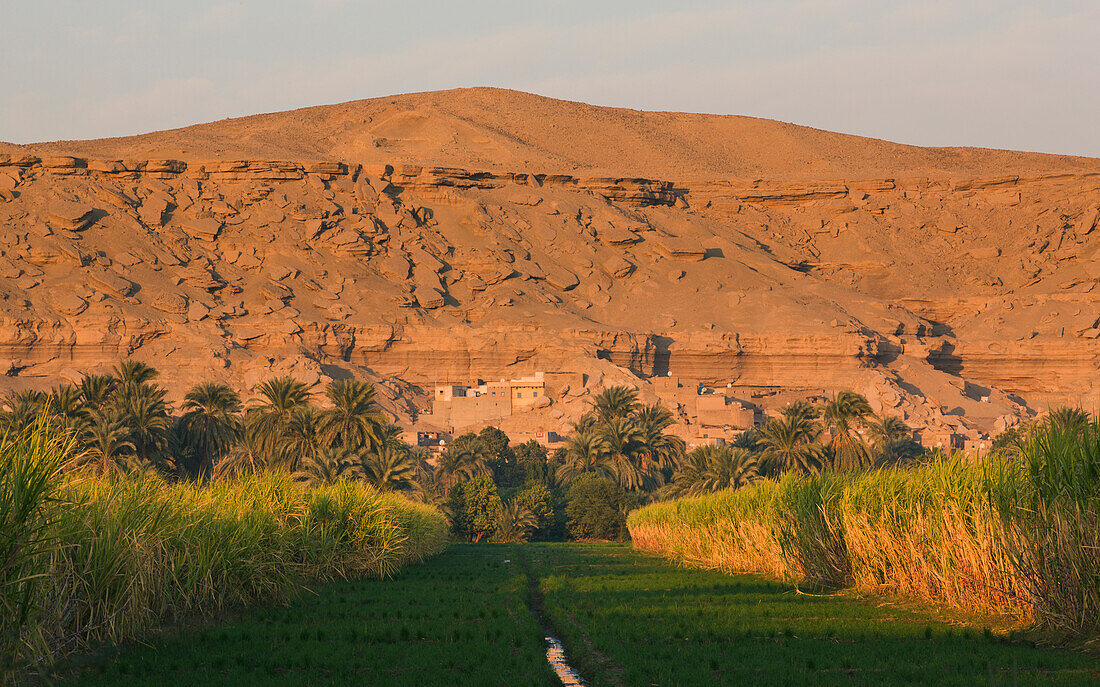 Agricultural Land With Sugar Cane On A Small Island On The Nile, Egypt