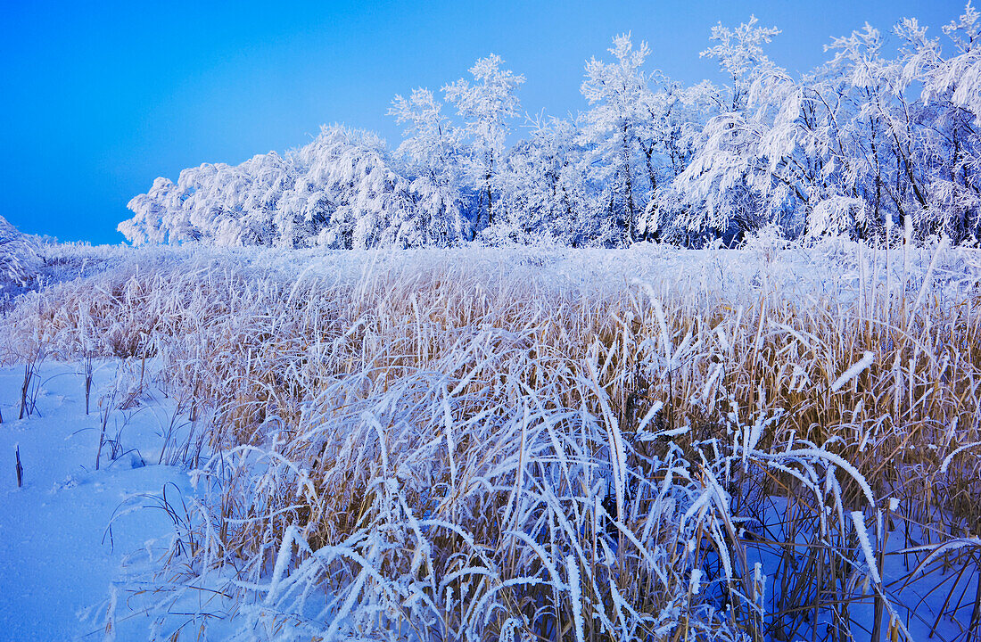 Frost-covered trees near Beausejour, Manitoba, Canada