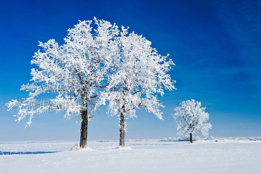 Frost-covered oak trees near Beausejour, Manitoba, Canada