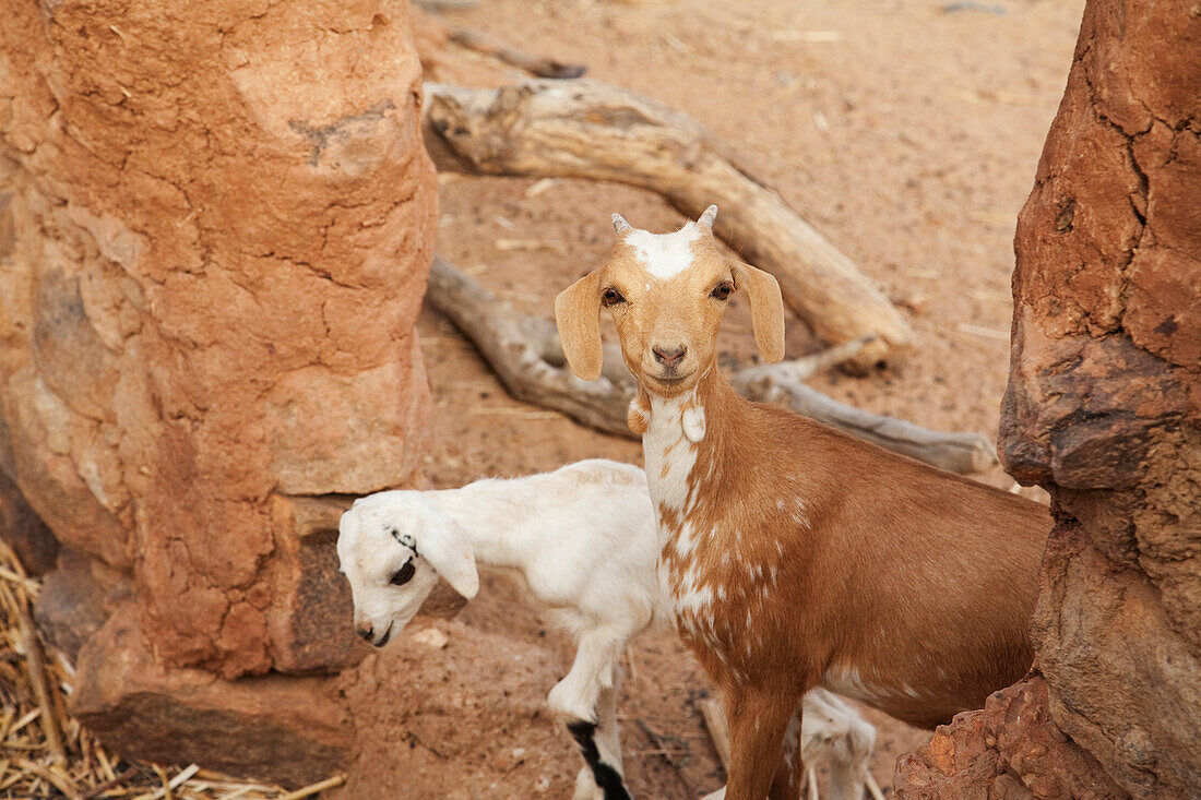 Goat In Pen In Youga, Mali