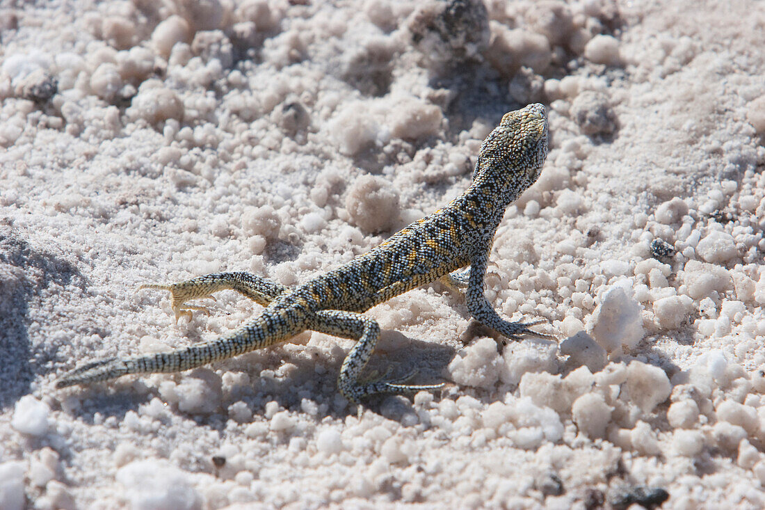 Lizard, Laguna Chaxa, Antofagasta Region, Chile