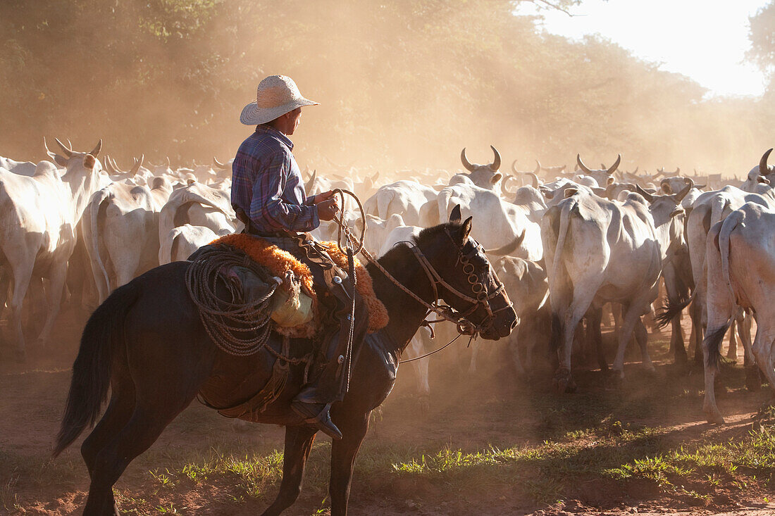 Bolivian Cowboys Herding Indo-Brazilian Cattle Bos Indicus In Rural Chiquitania, Santa Cruz Department, Bolivia