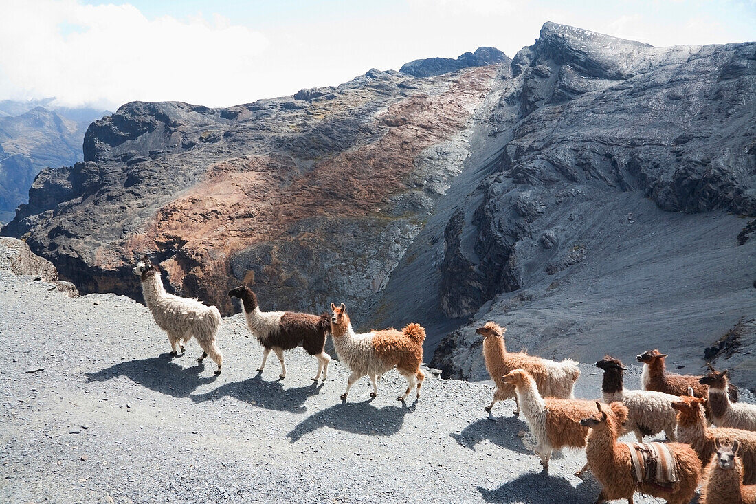 Llama Train On The El Choro Pre-Columbian Road In The Cordillera Real, La Paz Department, Bolivia