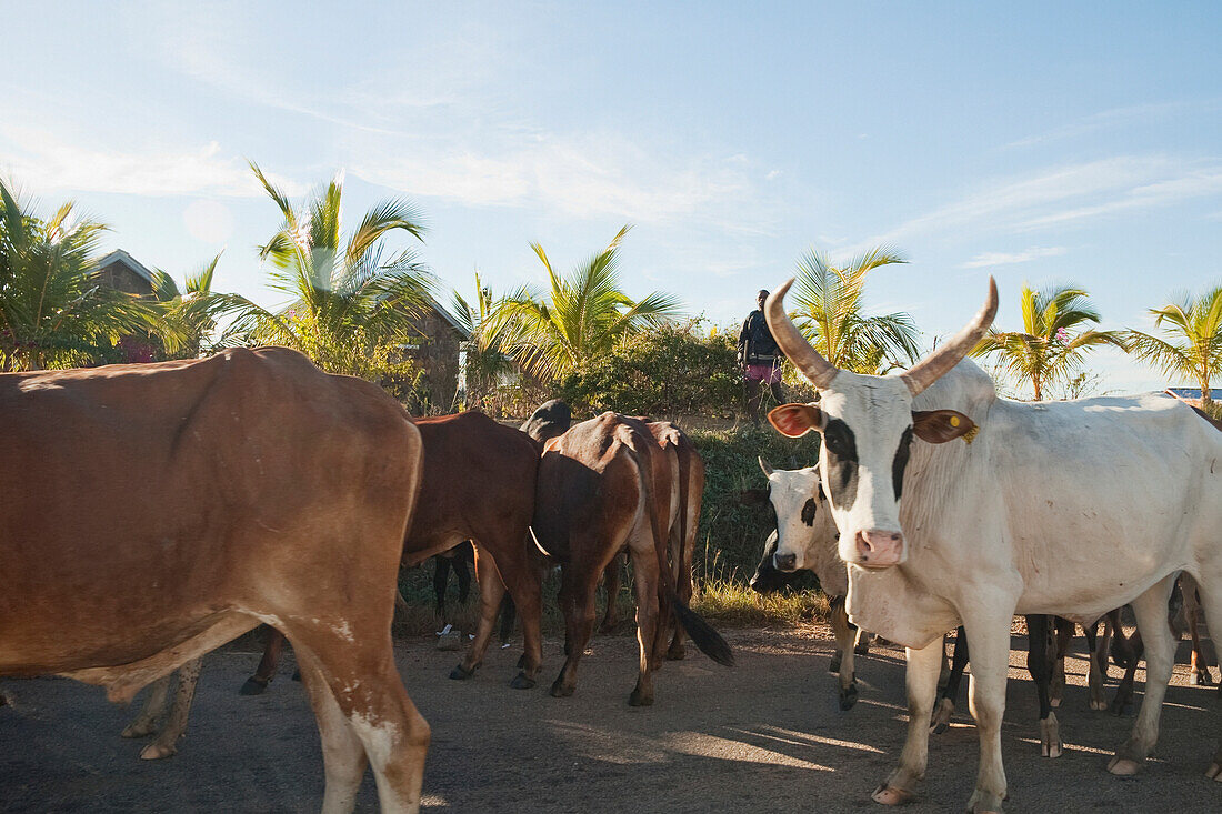 Zebu Herd Near Ranohira, Fianarantsoa Province, Madagascar