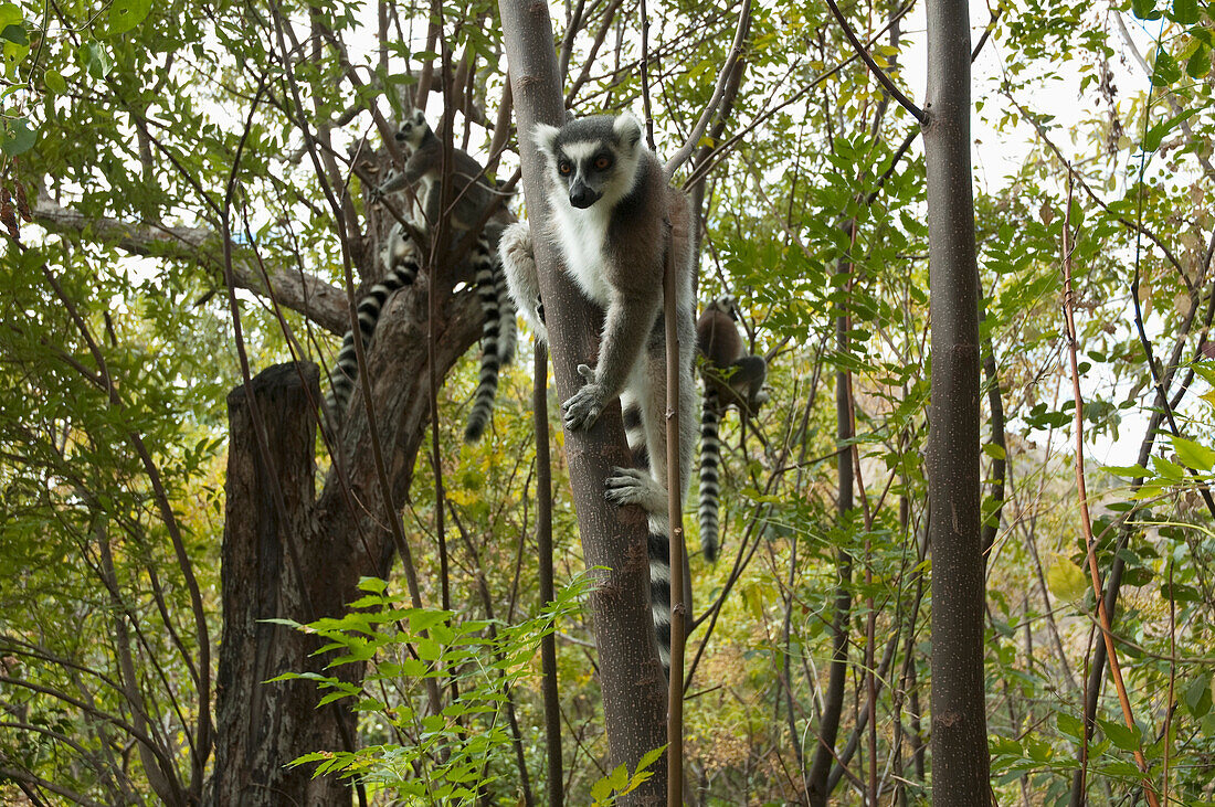 Ring Tailed Lemurs Lemur Catta, Fianarantsoa Province, Madagascar