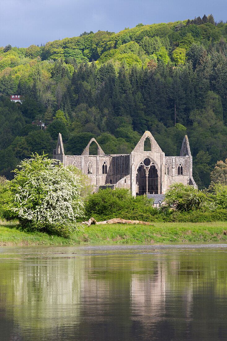 Ruins of Tintern Abbey by the River Wye, Tintern, Wye Valley, Monmouthshire, Wales, United Kingdom, Europe