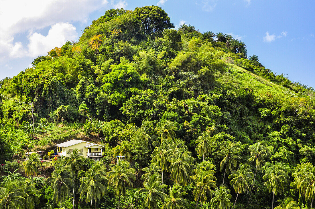 Haus auf Berg in Palmenwald nahe Kingstown, St. Vincent und die Grenadinen, Saint Vincent and the Grenadines, Kleine Antillen, Westindische Inseln, Windward Islands, Antillen, Karibik, Mittelamerika