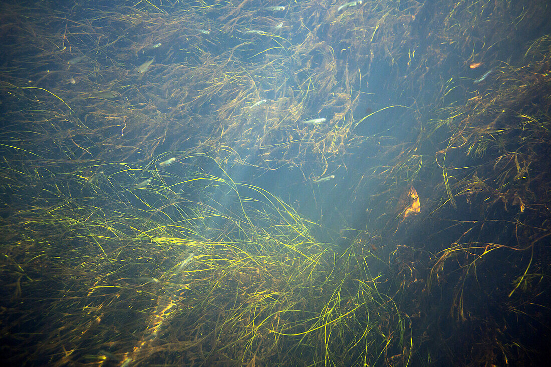 Underwater vegetation flooded with light in the flow direction of the  Spreewaldfliess river, biosphere reserve, Schlepzig, Brandenburg, Germany