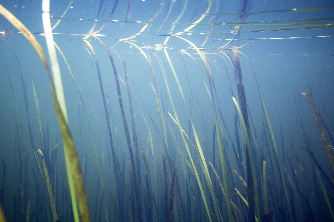 Licht durchflutetet Unterwasser-Vegatation des Spreewaldfliess in Strömungsrichtung, Biosphärenreservat, Schlepzig, Brandenburg, Deutschland