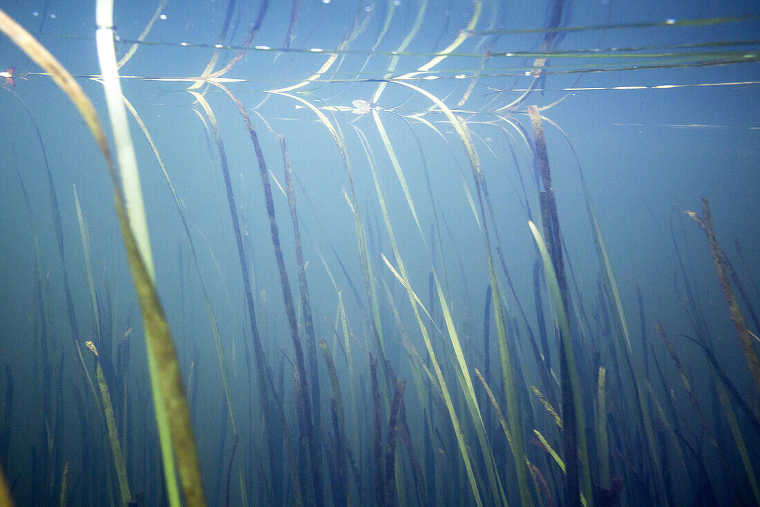 Underwater vegetation flooded with light in the flow direction of the Spreewaldfliess river, biosphere reserve, Schlepzig, Brandenburg, Germany