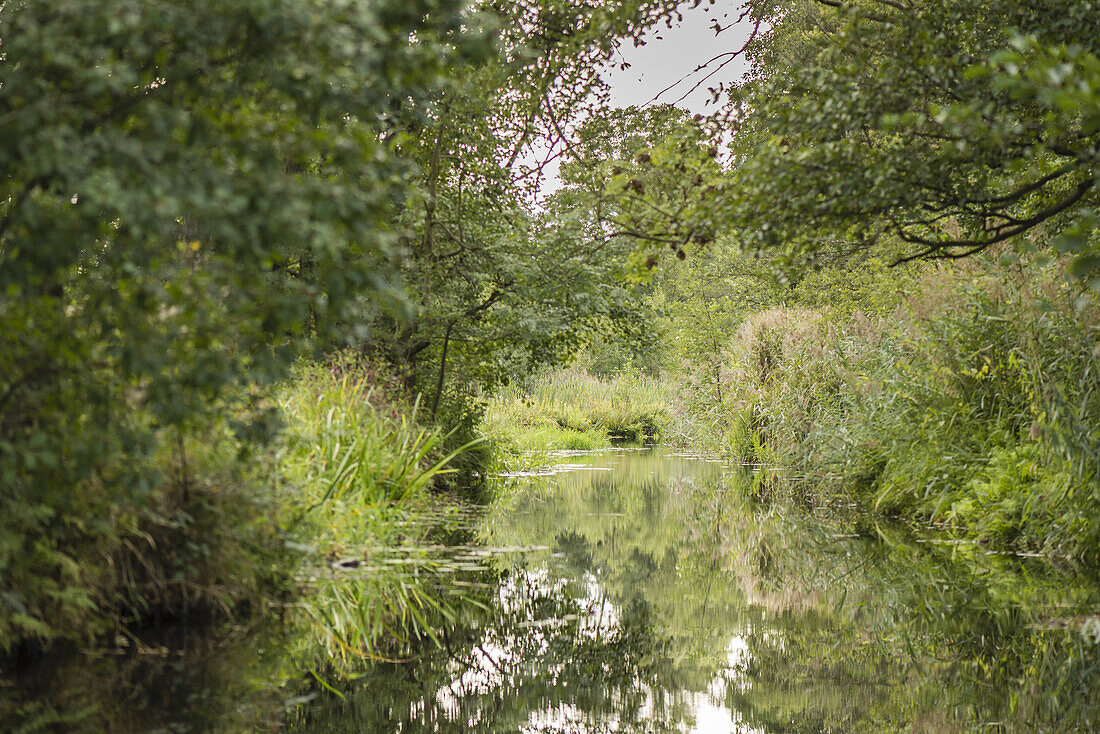 Blick auf Flusslandschaft und Ufer-Vegatation im Biosphärenreservat Spreewald vom Wasser aus bei bedecktem Himmel, Biosphärenreservat, Schlepzig, Brandenburg, Deutschland