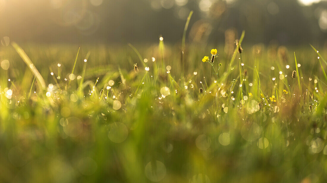 Wild meadow, reflecting dew drops and flowers in the morning, biosphere reserve, Schlepzig, Brandenburg, Germany